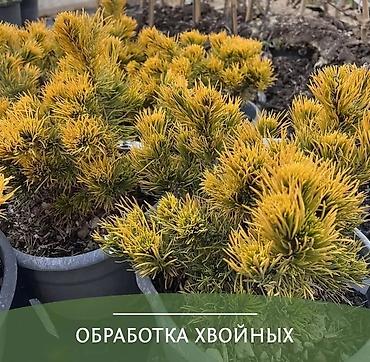 🟢 Обработка хвойных деревьев от вредителей и болезней