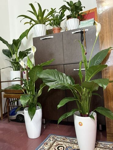 казаны большие: Крупные комнатные растения Spathiphyllum (Спатифиллум, «Женское