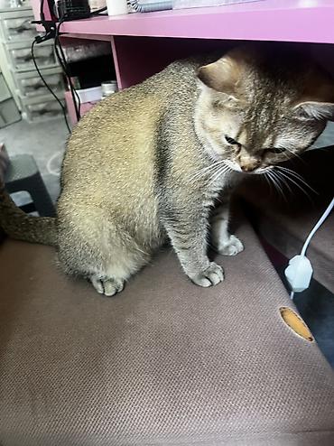 Qızıl şinşilla, Erkək, Yaxşı əllərə, Ünvandan götürmə