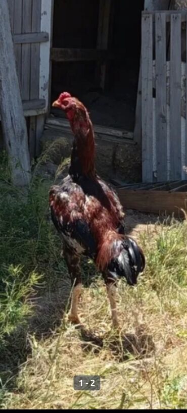 ineklerin qiymeti: Xoruz, Heyratı, il: 1, Ödənişli çatdırılma