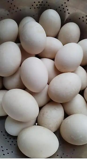şimşek su cəni: Məhsul: Ördək yumurtası Təsvir: - Ağ qabıqlı, iri ölçülü ördək — 1