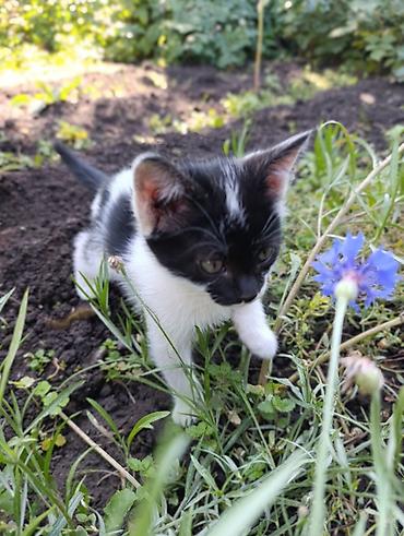 Отдам даром кошку: ❤️Отдам в добрые руки милых и ласковых котят. Окрас черно-белый и — 11