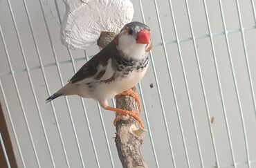 danişan quş: Erkek zebra amadin satılır cüte hazırdı qiymeti 10 m boş boş yazıb