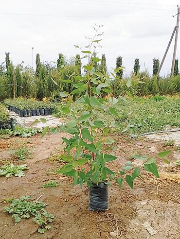 guldəfnə bitkisi: Salam . Türk evkalipt ağacılari satişda var say çoxdur . topdan — 5