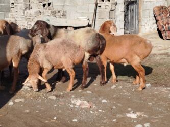 дом собака: Сатам | Кочкор (эркек) | Арашан | Көбөйтүү үчүн