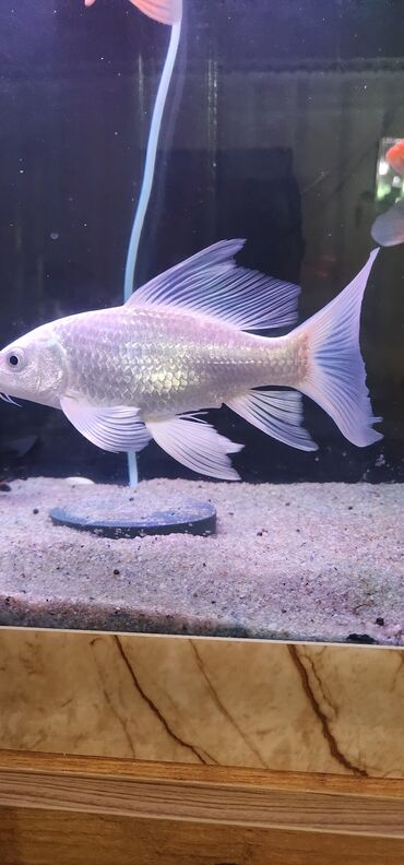 Akvariumlar: Dördbucaq akvarium, Balıqlarla birlikdə, 120 l — 15