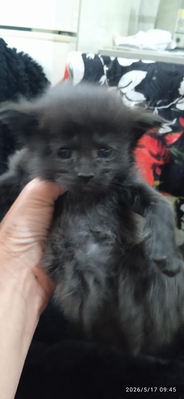 Продажа кошек: Мейн-кун, 1 месяц, Мальчик at lalafo.kg — 2 Продажа кошек: Мейн-кун, 1 месяц, Мальчик — 2