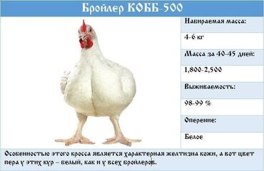 сплята бролер: Тоок эти сатылат. Бройлер Килограмм: 220 сом Колго багылган дары