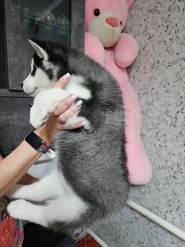 Продажа собак: Хаски, 1 месяц, Самка, С прививкой, С родословной at lalafo.kg — 5 Продажа собак: Хаски, 1 месяц, Самка, С прививкой, С родословной — 5