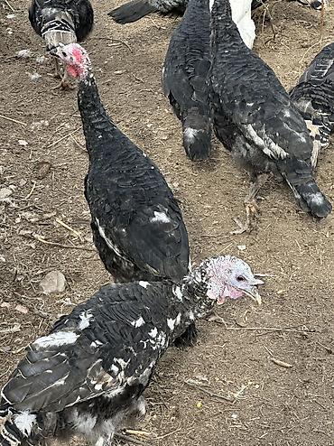 Индюки: Продаю | Индюшка (самка), Индюк (самец) | Черный принц, Северокавказская | На забой, Для разведения | Племенные — 12
