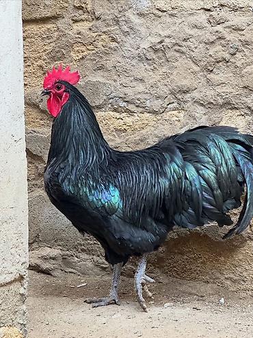 quban toyuqlari: Toyuq, Australorp, Damazlıq — 1