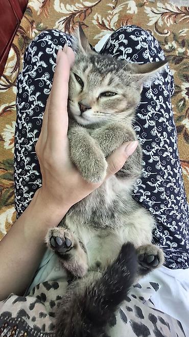 стерилизовать кошку: Кошка даром: Беспородная, 6 месяцев, Девочка, Приучена к лотку — 2