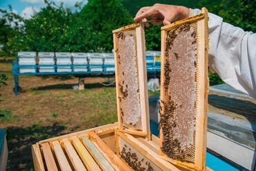 arı ailəsi satışı elanları 2023: Ari ailəsi satilir arı satışı Karnika Bakfast cinsi f1 bu il