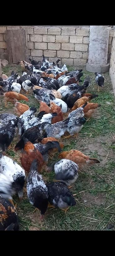 qarğa balası satılır: Toyuq, Damazlıq, Ünvandan götürmə — 5