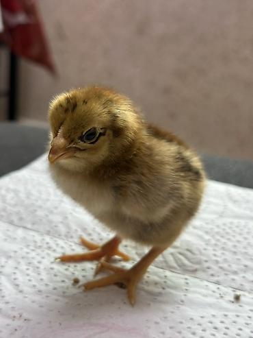 Куры, петухи: Продаю | Цыплята | Домашняя | Для разведения — 10