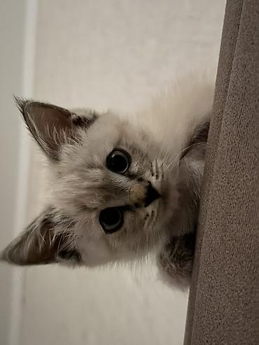 Отдаю котенка в добрые руки 2месяца, девочка, приучена к лотку и