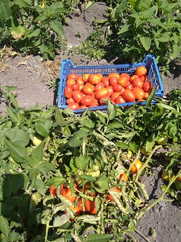куплю шиповник оптом: Помидоры Красные, В розницу
