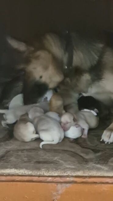 pişiyə verilən adlar: 1 ay, Erkek, Ünvandan götürmə, Ödənişli çatdırılma lalafo.az -da pişiyə verilən adlar: 1 ay, Erkek, Ünvandan götürmə, Ödənişli çatdırılma