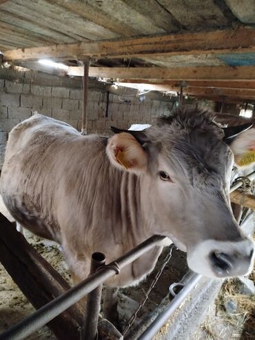 купить корову в бишкеке: Продаю | Тёлка | Алатауская | Для разведения, Для молока | Стельные, Искусственник