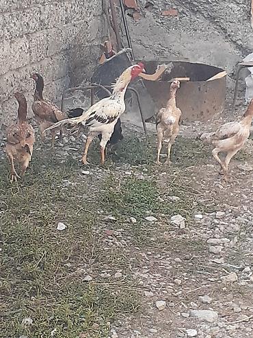 Heyvanlar: Heyratı fərələr 5 dənə qırmızı fərədi biri kürk yatır bu ilki fərələrd — 4