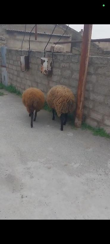 Mal-qara: 1 erkək 1 dişi satılır Bilgəh cinsi qumral — 5