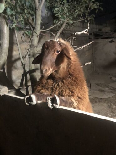 cins ineklerin satisi: Самец, лет: 1, 26 кг, Для разведения, Самовывоз