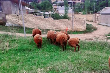 qala sortu qoyunlar: Quzu, Erkək, Qala, ay: 1, 25 kq, Damazlıq, Ünvandan götürmə