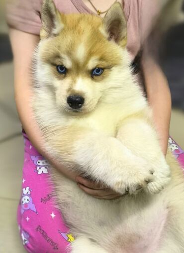 усыпление собак на дому: Хаски, 2 месяца, Самка