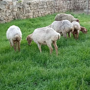 Qoyunlar, qoçlar: Ətlik qoyunlar təcli satılır — 4