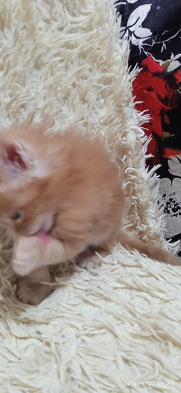 Продажа кошек: Мейн-кун, 1 месяц, Девочка at lalafo.kg — 3 Продажа кошек: Мейн-кун, 1 месяц, Девочка — 3