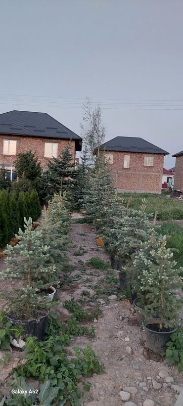 Декоративные деревья: Саженцы деревьев: Туи — 9