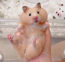 сирийский хомяк купить: Продаются сирийские и джунгарские хомячки. Ручные не кусаются. Есть