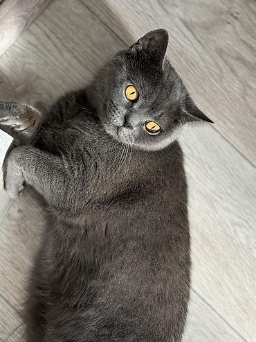 коты британские: Британская короткошёрстная, 4 года, Девочка, Серый, Кастрирована, Приучена к лотку — 2