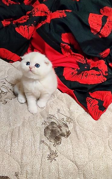 Продажа кошек: С документами. Чистокровный Шотландский вислоухий котёнок, (мальчик) — 3