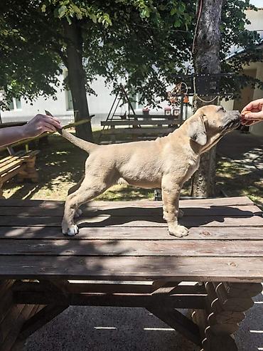lepi psi: Odgajivačnica Cane Corso Magnum Imperium nudi na prodaju prelepe — 2