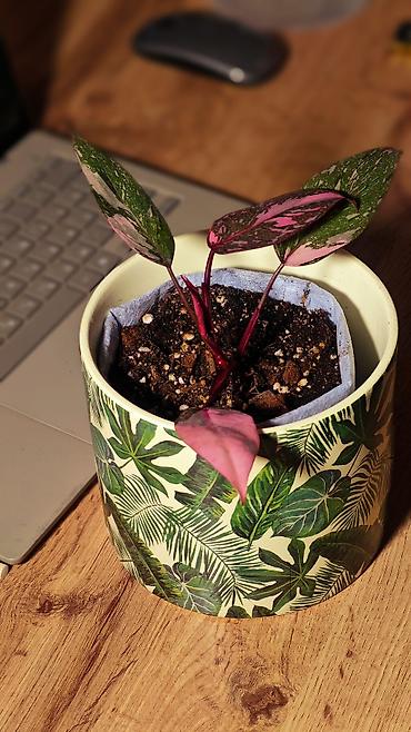 лианы: 🟢 Филодендрон Пинк Принцесс Марбл (Philodendron Pink Princess Marble) — 2
