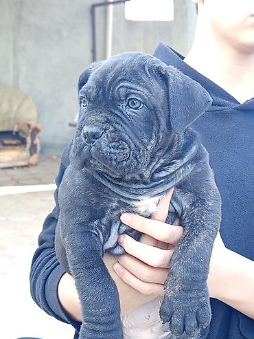 İtlər: Kane-Korso, 1 ay, Erkek, Sənədli, Pulsuz çatdırılma, Ünvandan götürmə, Rayonlara çatdırılma — 5