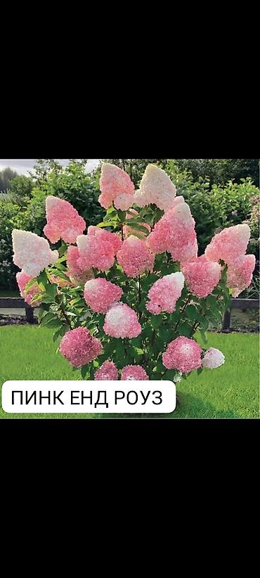 Гортензия: Саженцы — 13