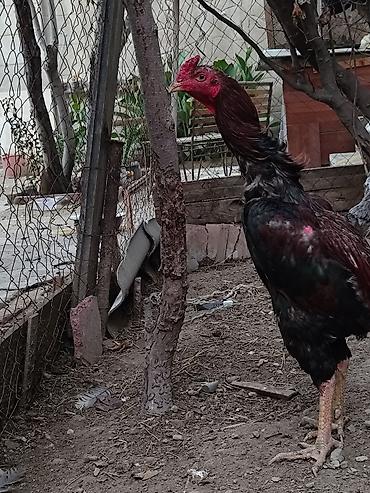 hələb keçisi satılır: Xoruz, Heyratı, il: 1 — 2
