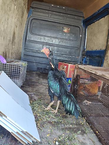 Куры, петухи: Продаю | Петух | Бойцовая, Дакан | Для боев — 1