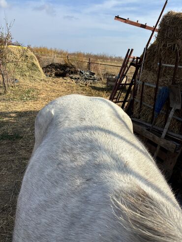 Лошади, кони: Продаю | Жеребец | Конный спорт — 6