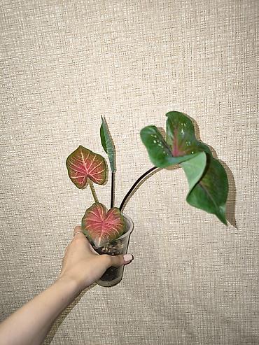 хлорофитум бишкек: В наличии Каладиумы (Caladium) с Тайланда. Яркие расцветки — 9