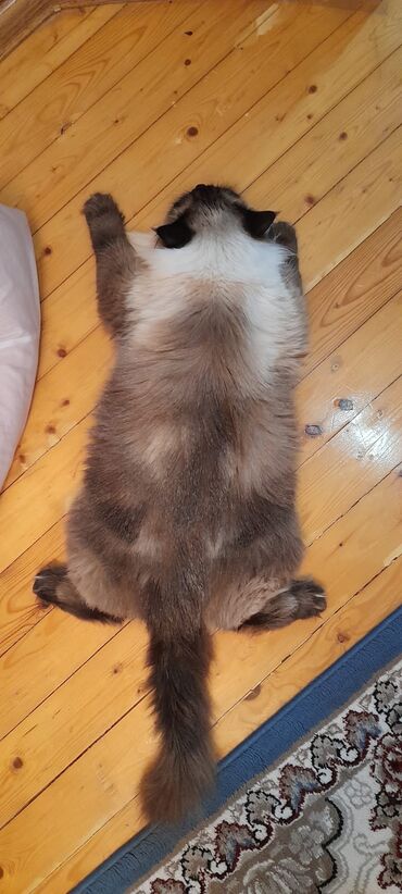 Pişiklər: Сиамская кошка.3 года. 450 azn.приучена к песку.,к купанию -da lalafo.az — 5 Pişiklər: Сиамская кошка.3 года. 450 azn.приучена к песку.,к купанию — 5