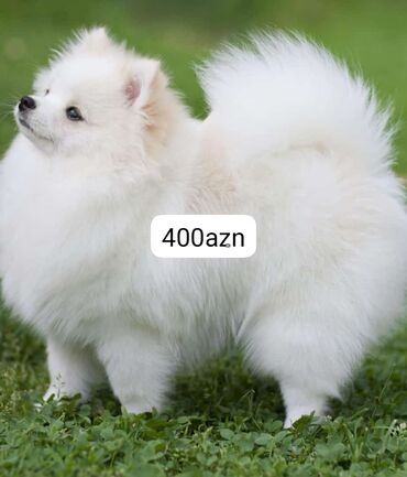 Yataq otağı dəstləri: *Pomeranian spits cinsi it satilir unvan xirdalan qiymet 400azn