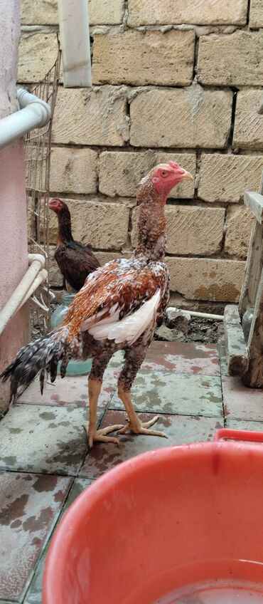 Inəklər, öküzlər: Bece 6 aylıq olacaq fere 5 aylqdi Yer olmadığından ucuz qiymete