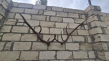 cilədağı bitkisi qiymeti: Məhsul: Təbii maral buynuzu dəsti (cüt) Təsvir: - Təbiətdən — 2