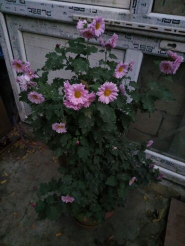 Otaq bitkiləri: Satışda müxtəlif saksı bitkiləri dəsti - Xrizantema (çəhrayı — 2