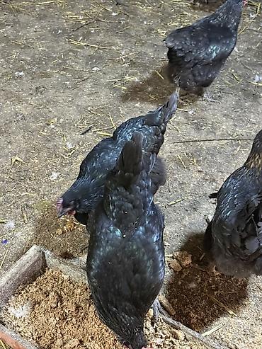 toyuq qiyməti: Toyuq, Australorp, Yumurtalıq — 2