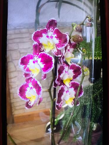 Другие товары для дома и сада: ОРХИДЕЯ ОРХИДЕЯ и ОРХИДЕЯ самое красивое и постоянно цветущий — 19