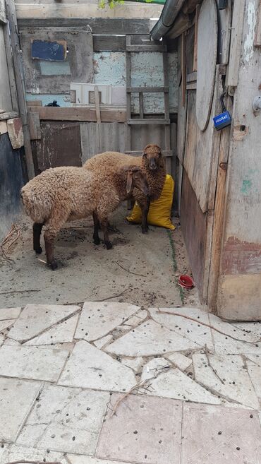 Atlar: Quzu, Erkək, Qala, ay: 7, 35 kq, Damazlıq, Ünvandan götürmə